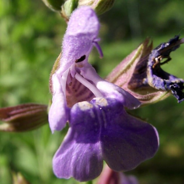 Sage Common Seed