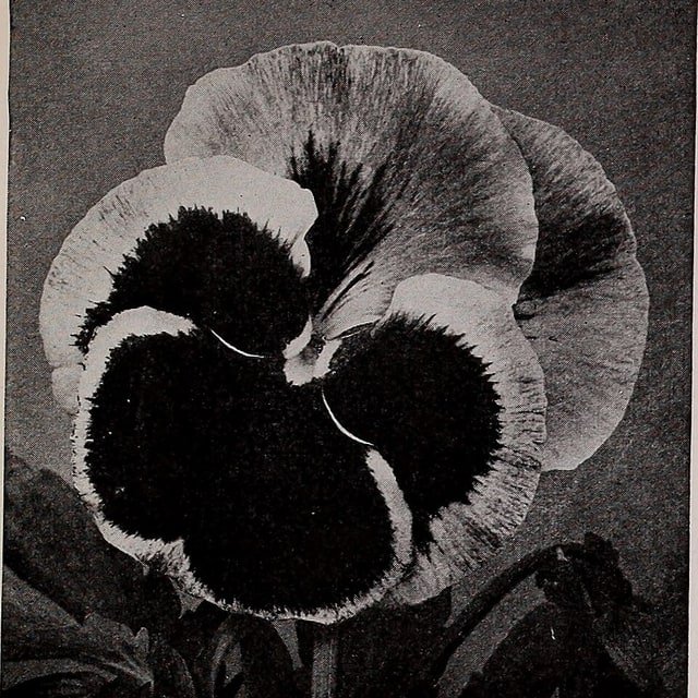Pansy Swiss Giant Seed