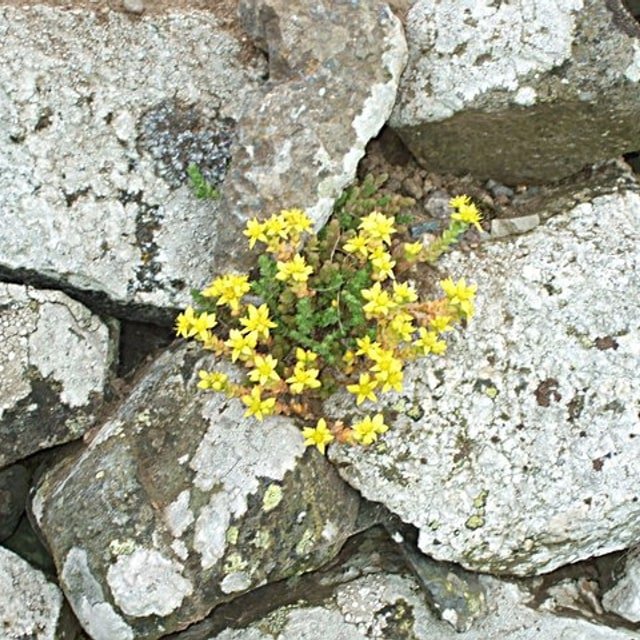 Wallflower English Seed