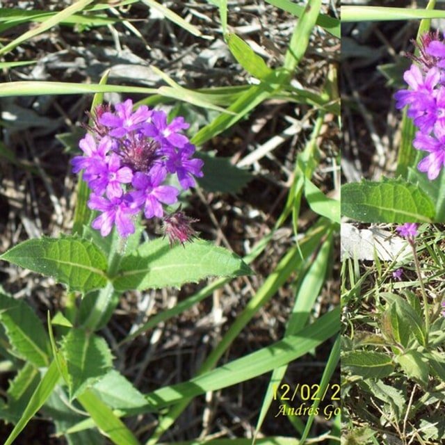 Verbena Quartz Seed
