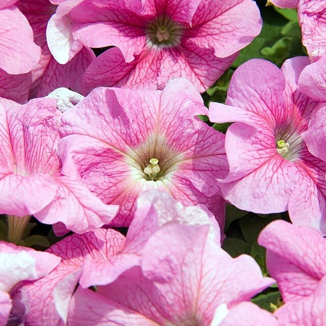 Petunia Grandiflora Seed