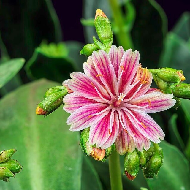 Lewisia Cotyledon Seed
