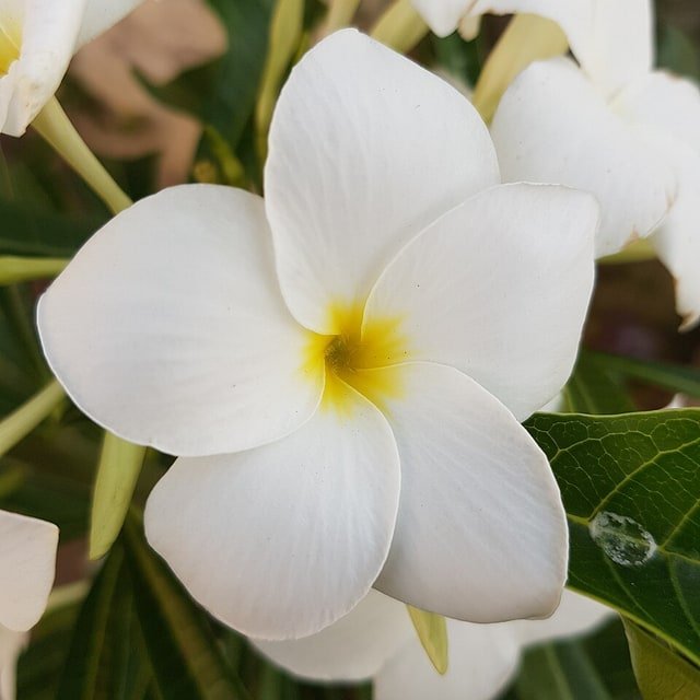 Plumeria Frangipani Seed