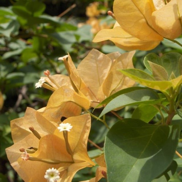 Bougainvillea Glabra Seed