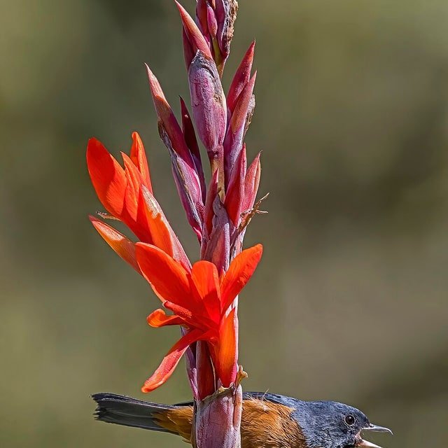 Canna Lily Tropical Seed