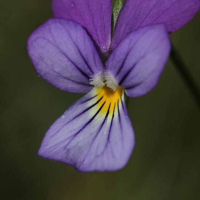 Viola Johnny Jump Up Seed