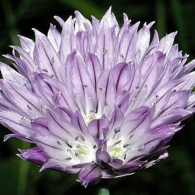 Chive Blossom Seed
