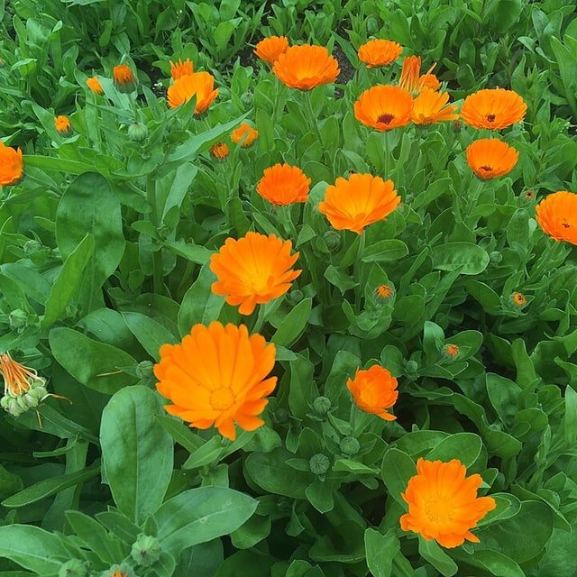 Calendula Edible Orange Seed