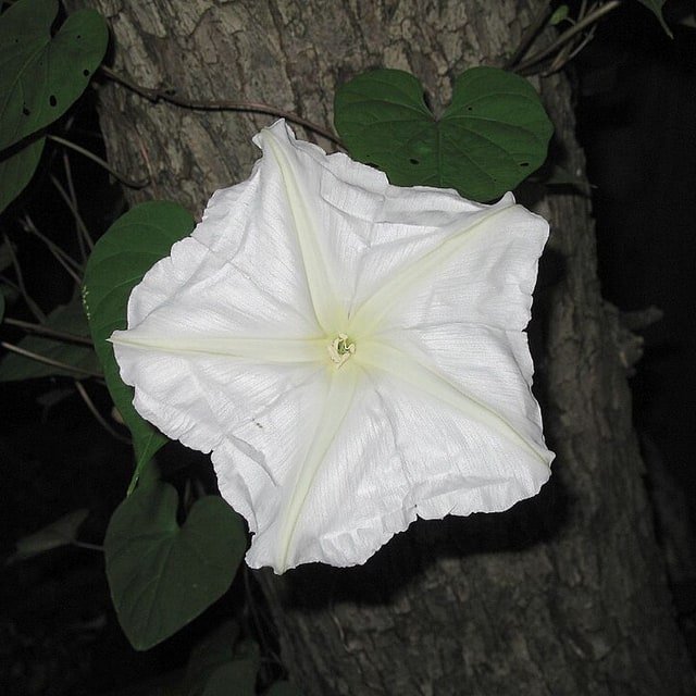 Night-Blooming Flora