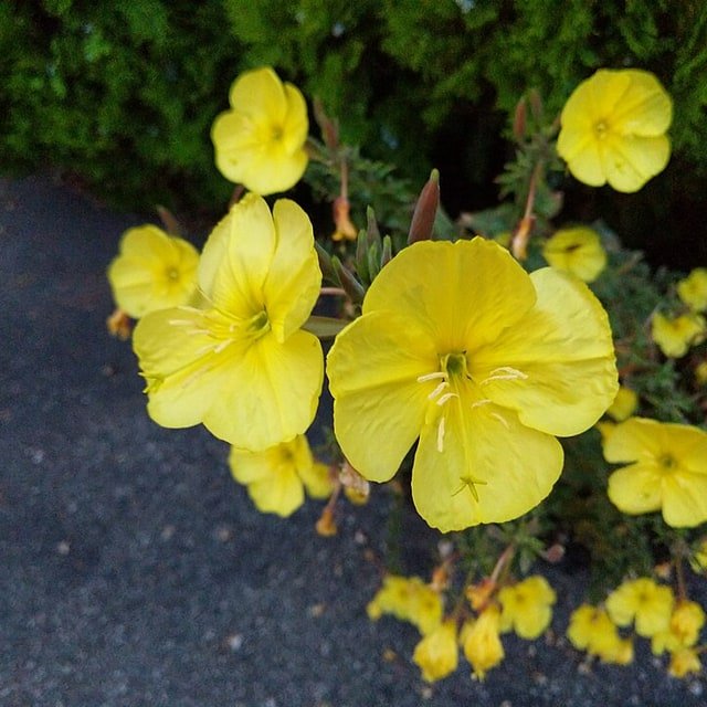 Evening Primrose Seed