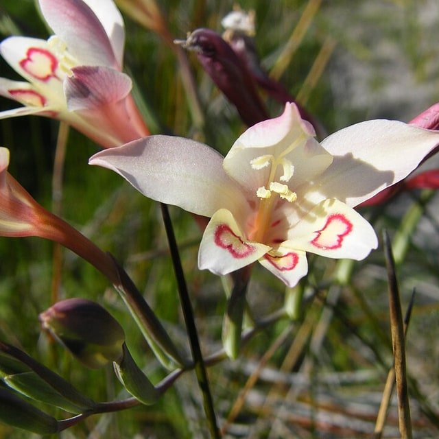 Night Gladiolus Seed