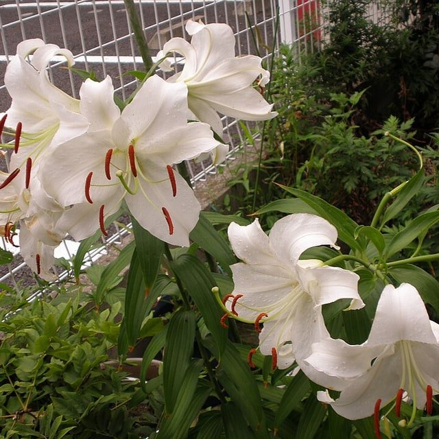 Casa Blanca Lily Seed