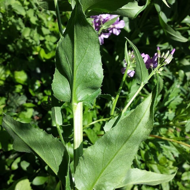 Zucchini Seed
