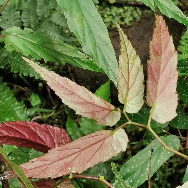 Begonia Wax Seed