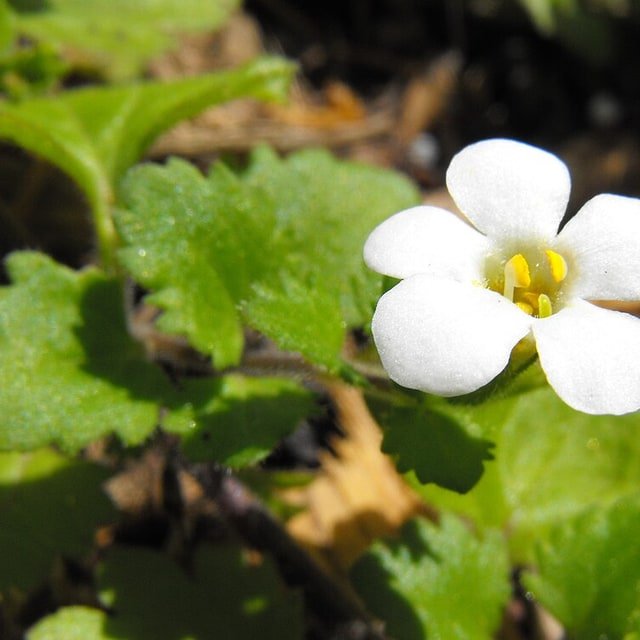 Bacopa Snowtopia Seed