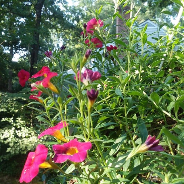 Million Bells Calibrachoa Seed