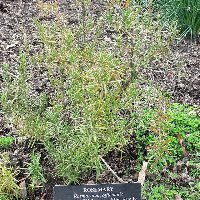 Rosemary Seed