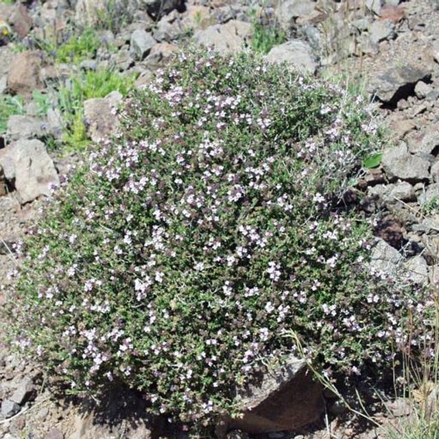 Thyme Seed
