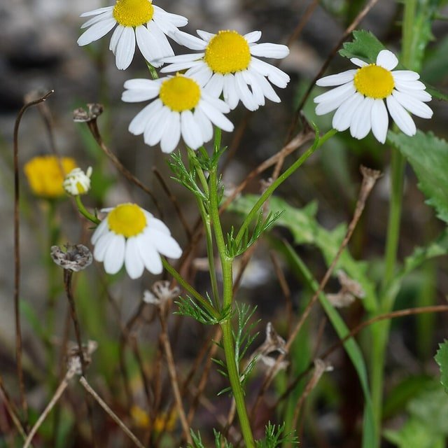 Chamomile Seed