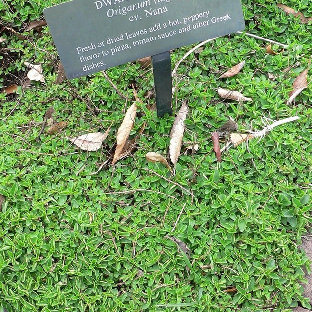 Oregano Seed