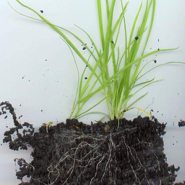 Other Seeds / Spores for Sowing