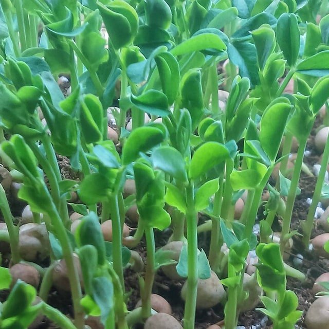 Microgreen Seeds for sowing